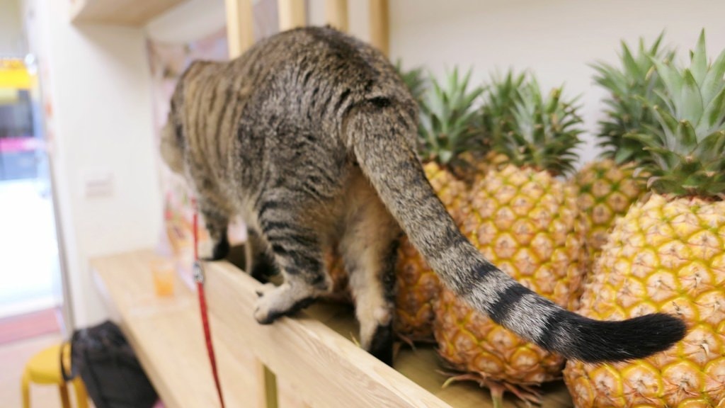 進寶與她的鳳梨