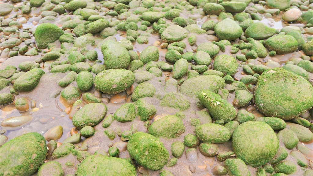 苗栗出水海岸