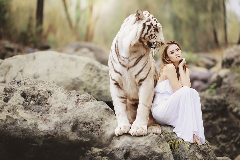 Nature, Wildlife, White Bengal Tiger, Tiger, Predator