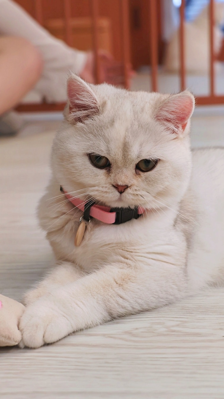 中山貓咪咖啡廳｜擼LALA Sweets 中山南西店—必訂位的台北貓咖擼ららSweets，10隻療癒系美貓– 瑪西隨筆