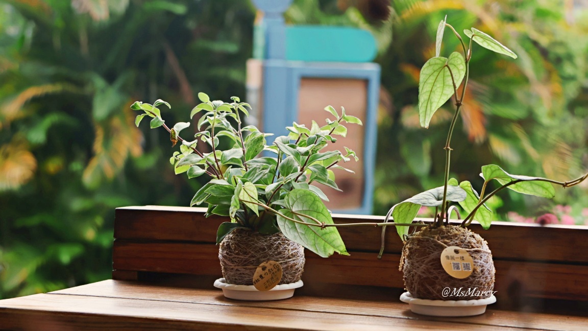 新北投咖啡廳|山边咖啡 Brae Café——被封為泡完溫泉必去的北投山邊咖啡,寧靜致遠 - 第4張圖 新北投咖啡店|山边咖啡 Brae Café——被封為泡完溫泉必去的北投咖啡廳,寧靜致遠