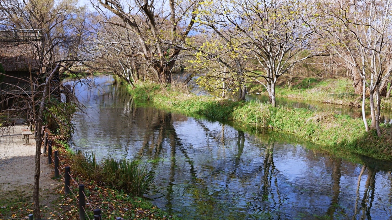 長野景點|大王山葵農場——安曇野秘境農場,必吃山葵冰淇淋,日本最大山葵園 - 第8張圖