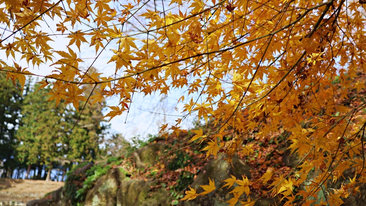 長野景點|大王山葵農場——安曇野秘境農場,必吃山葵冰淇淋,日本最大山葵園 - 第15張圖