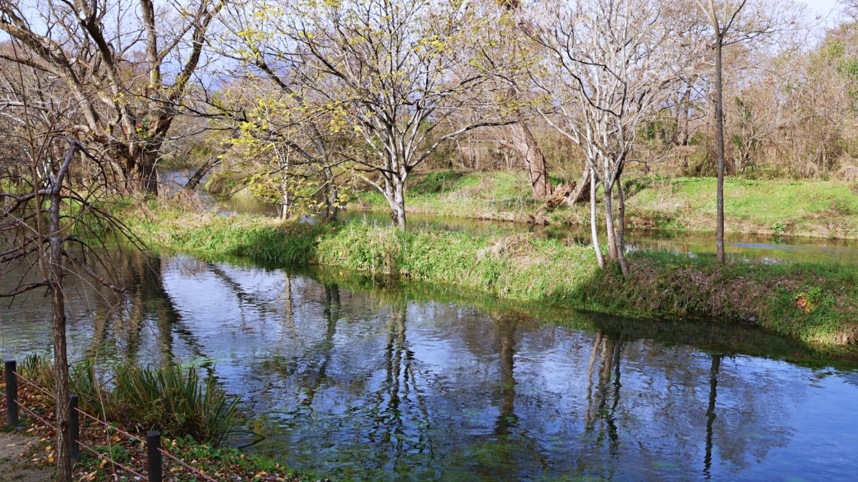 長野景點|大王山葵農場——安曇野秘境農場,必吃山葵冰淇淋,日本最大山葵園 - 第7張圖