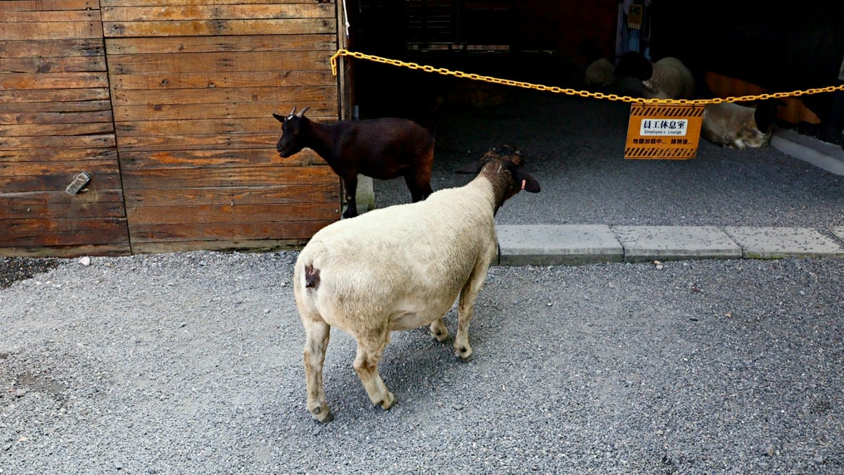 宜蘭礁溪農場|回巢農場——小巧精緻充滿愛心的友善動物農場,高互動值回票價 - 第16張圖