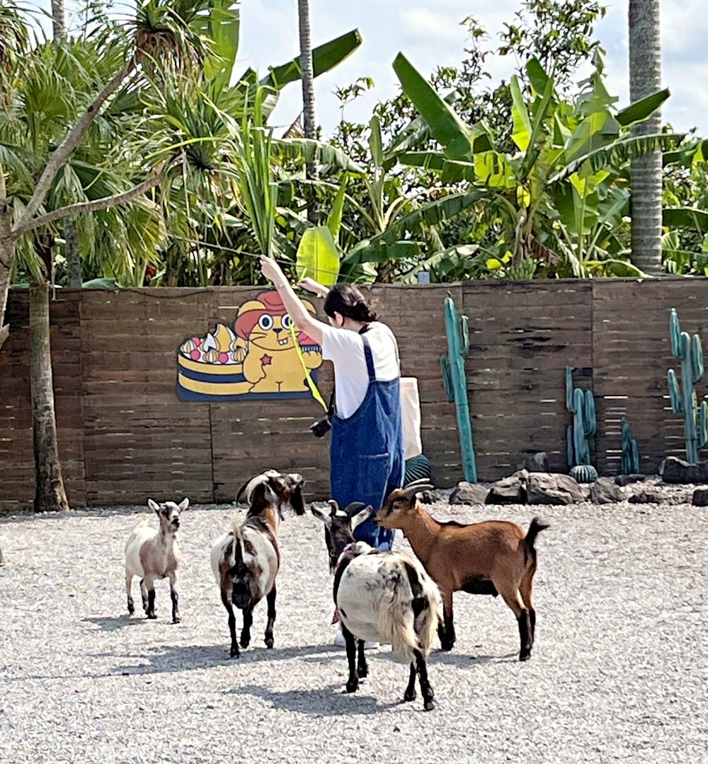 宜蘭礁溪農場|回巢農場——小巧精緻充滿愛心的友善動物農場,高互動值回票價 - 第19張圖